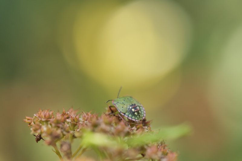 PUNAISE VERTE  sur fleurs de spirée fânées.  Jardin. LISE JALOUX